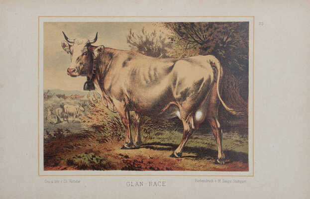 [Рюфф А. Породы крупного рогатого скота, их развитие, распространение и использование].